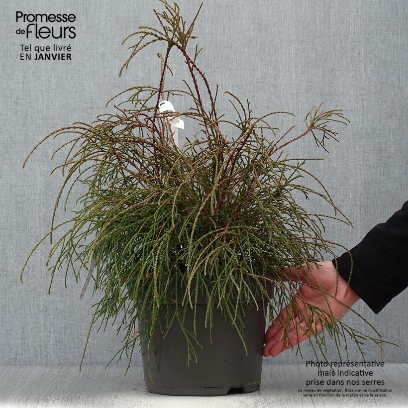 Example of Thuya du Canada - Thuja occidentalis Filiformis                    Pot van 7,5 l/10 l as you get in hiver