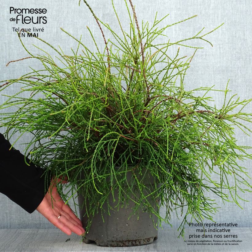 Exemplaar van Thuja occidentalis Filiformis - Westerse levensboom Pot van 7,5 l/10 l zoals geleverd in de lente