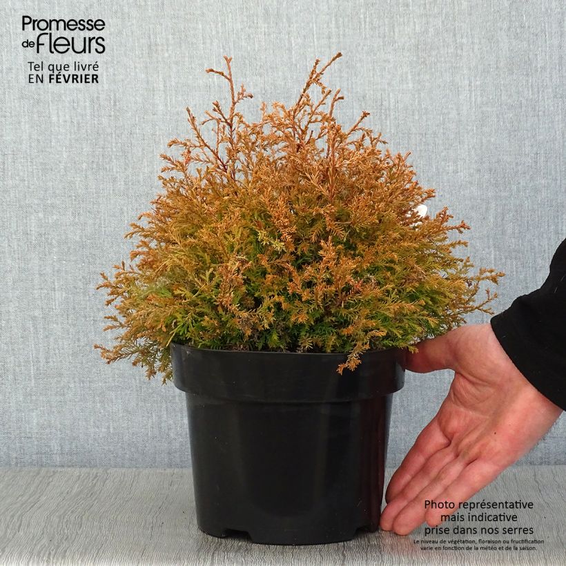 Example of Thuja occidentalis Fire Chief - Westerse levensboom Pot van 2 l/3 l as you get in hiver