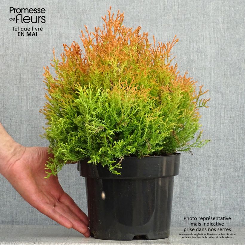 Exemplaar van Thuja occidentalis Fire Chief - Westerse levensboom Pot van 2 l/3 l zoals geleverd in de lente
