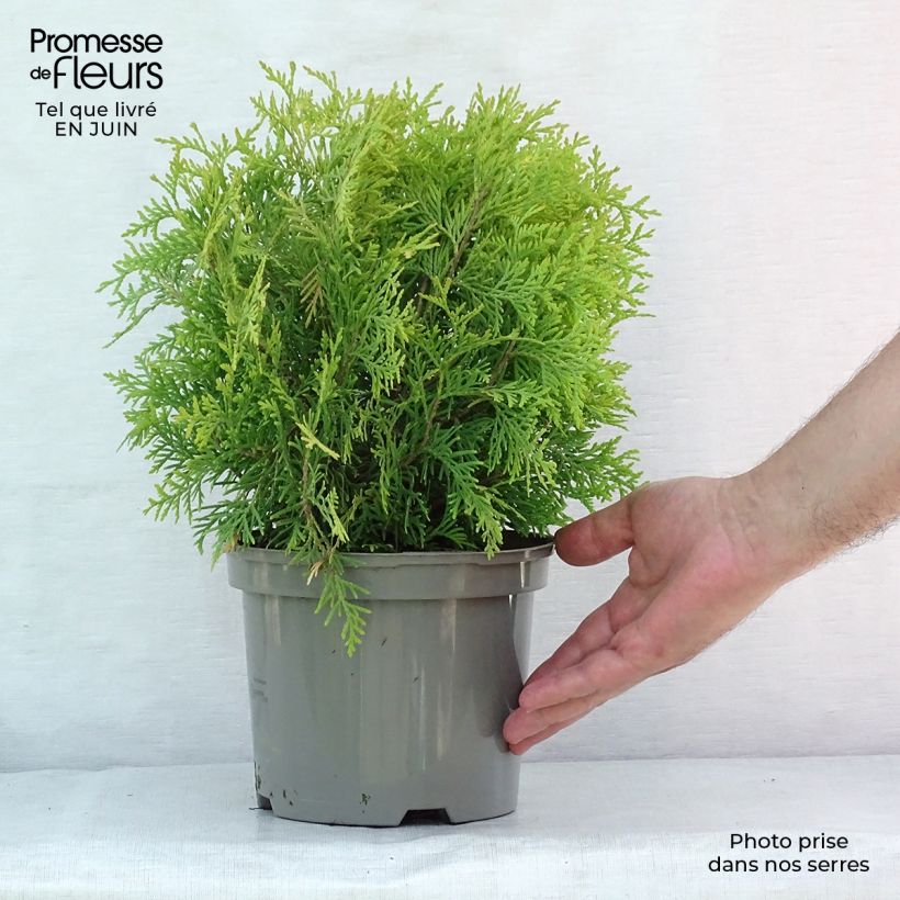 Exemplaar van Thuja occidentalis Golden Globe - Westerse levensboom Pot van 2 l/3 l zoals geleverd in de zomer