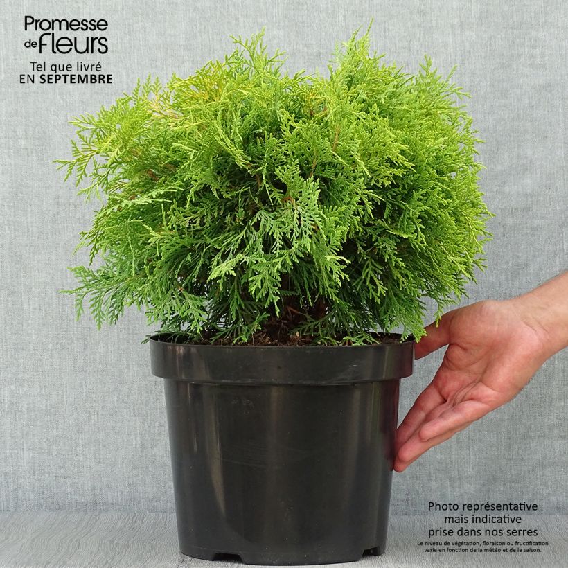 Exemplaar van Thuja occidentalis Golden Globe - Westerse levensboom Pot van 7,5 l/10 l zoals geleverd in de herfst