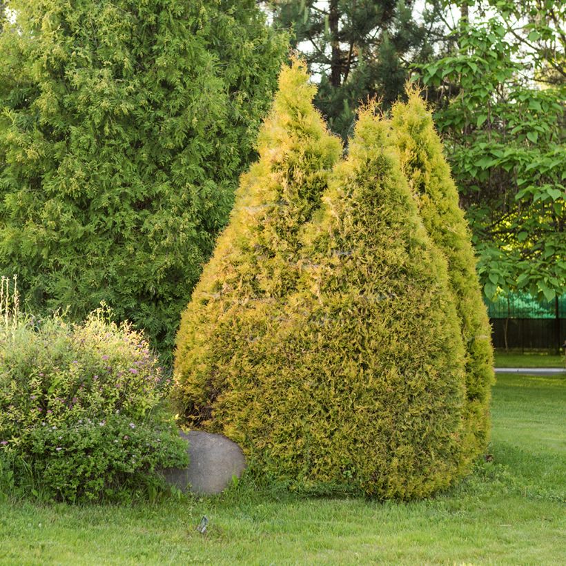 Thuja occidentalis Golden Smaragd - Westerse levensboom (Plant habit)