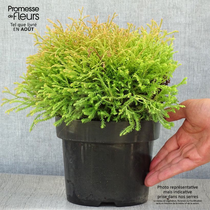 Exemplaar van Thuja occidentalis Golden Tuffet - Westerse levensboom Pot van 2 l/3 l zoals geleverd in de zomer