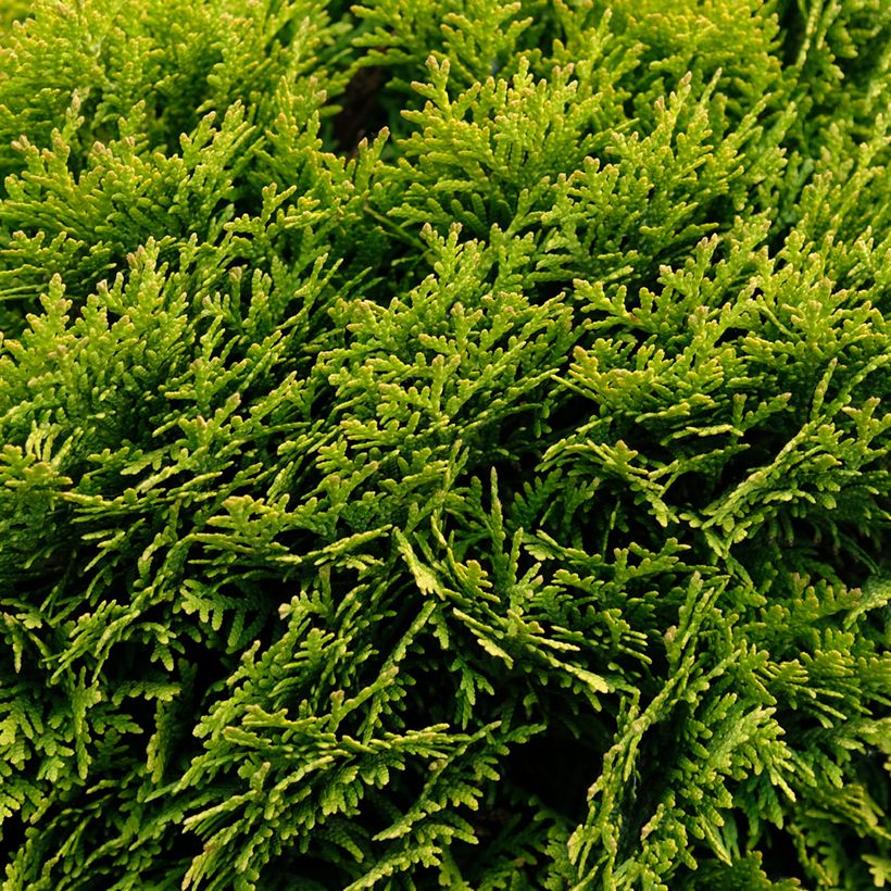 Thuja occidentalis Mirjam - Westerse levensboom (Groeiplaats)