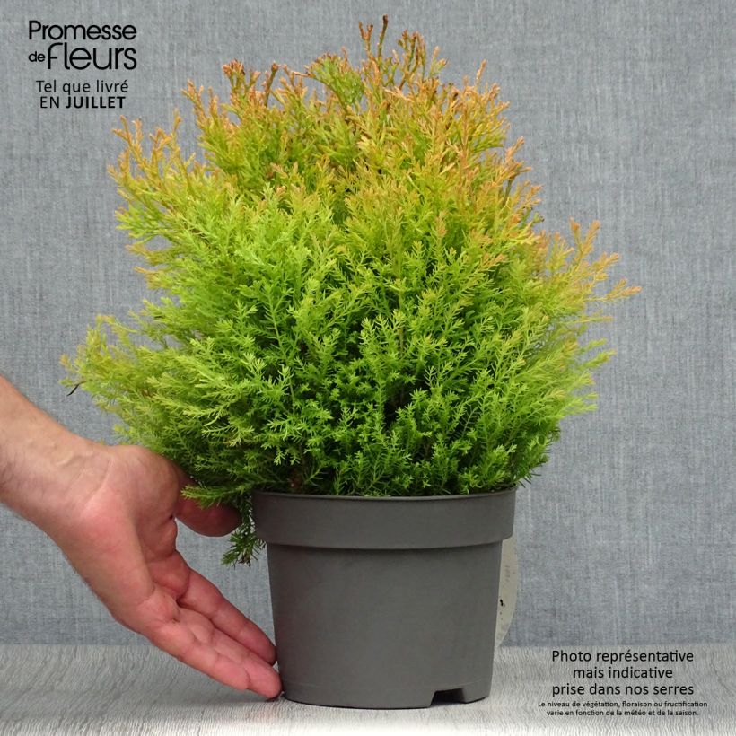 Exemplaar van Thuja occidentalis Rheingold - Westerse levensboom Pot van 2 l/3 l zoals geleverd in de zomer