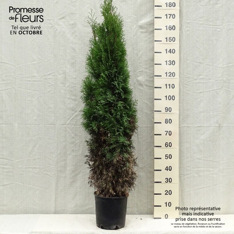Exemplaar van Thuja occidentalis Smaragd - Westerse levensboom Pot van 7,5 l/10 l zoals geleverd in de herfst
