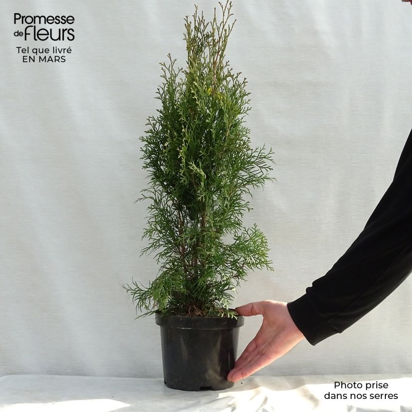 Exemplaar van Thuja occidentalis Smaragd - Westerse levensboom Pot van 3 l/4 l zoals geleverd in de lente