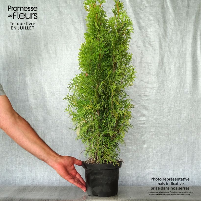 Exemplaar van Thuja occidentalis Smaragd - Westerse levensboom Pot van 3 l/4 l zoals geleverd in de zomer