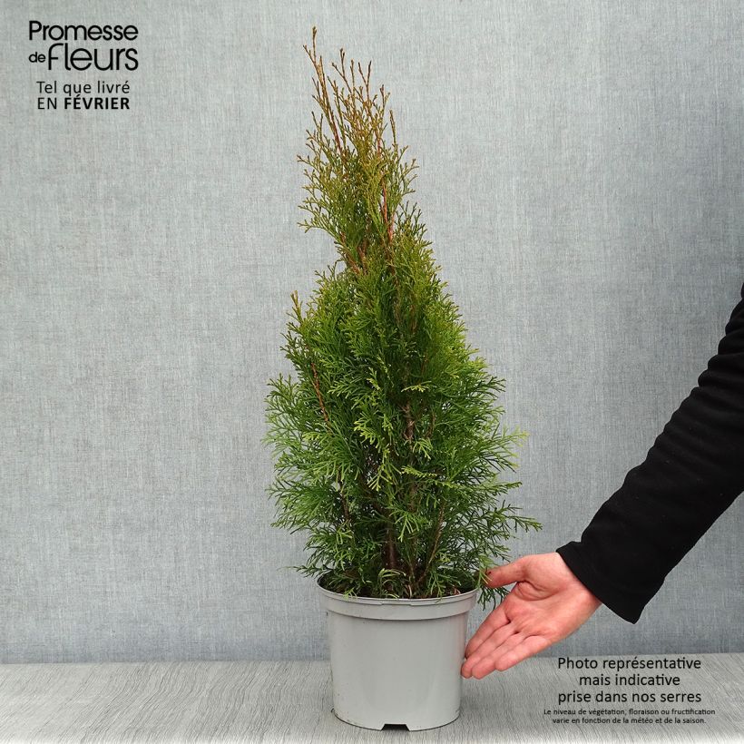 Example of Thuya du Canada - Thuja occidentalis Smaragd Pot van 3 l/4 l as you get in hiver