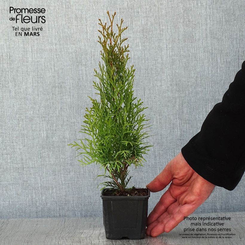 Example of Thuya du Canada - Thuja occidentalis Smaragd Kweekpotje van 8/9 cm as you get in hiver