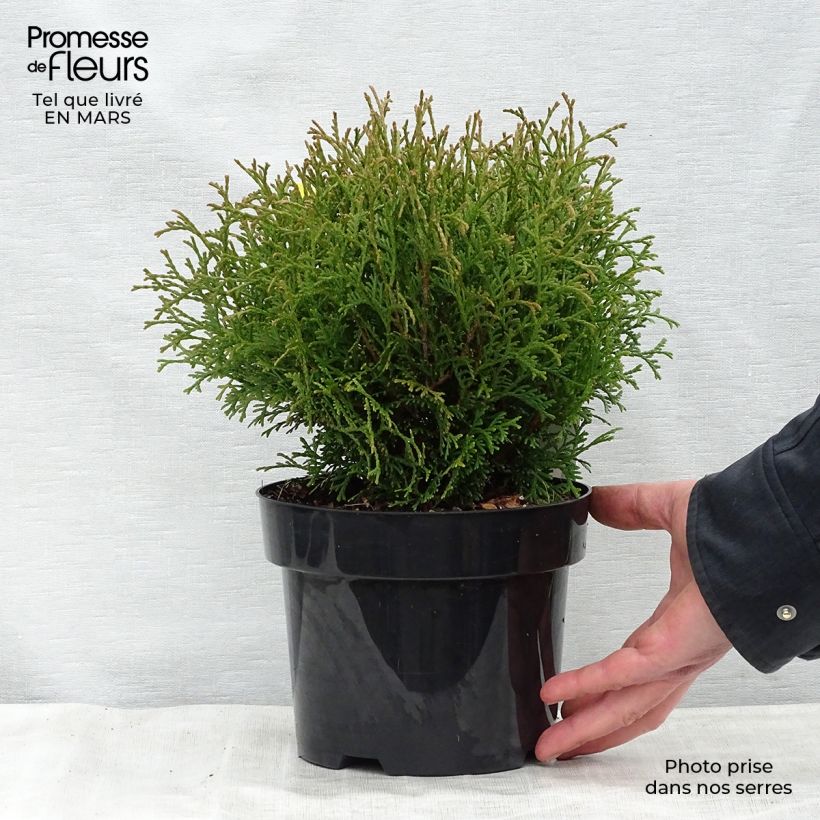Exemplaar van Thuja occidentalis Tiny Tim - Westerse levensboom Pot van 2 l/3 l zoals geleverd in de lente