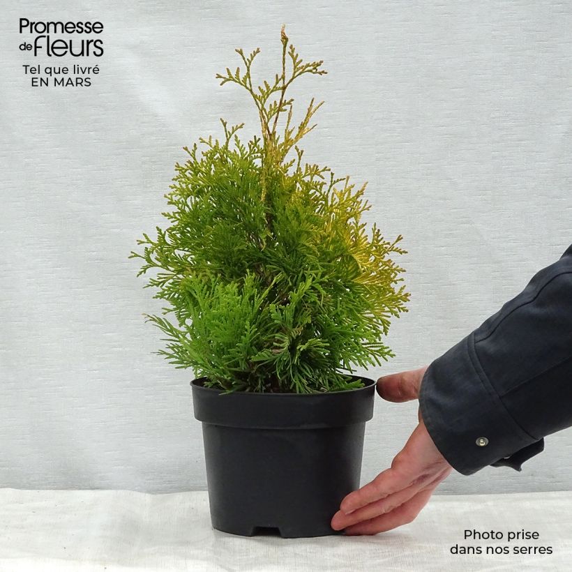 Exemplaar van Thuja occidentalis Yellow Ribbon - Westerse levensboom Pot van 2 l/3 l zoals geleverd in de lente