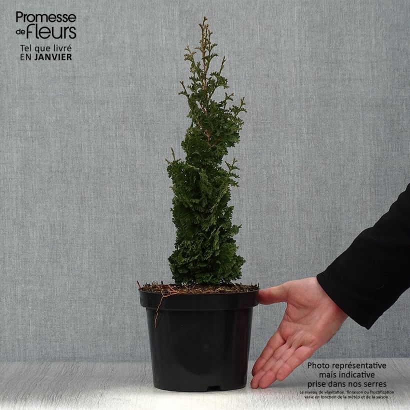Example of Thuya du Canada - Thuja occidentalis Zmatlik                      Pot van 3 l/4 l as you get in hiver
