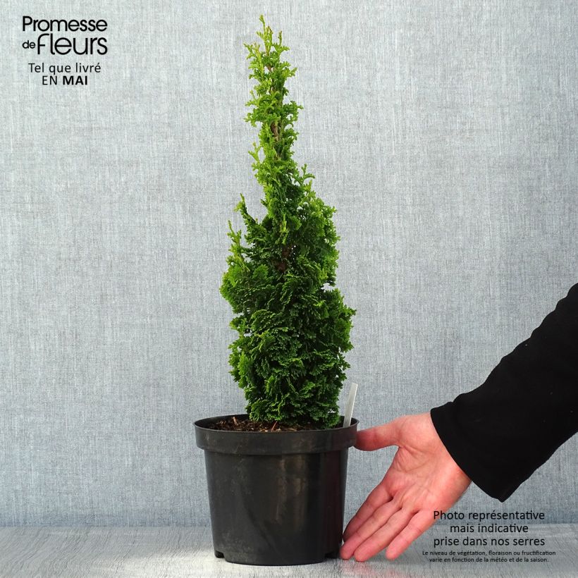 Exemplaar van Thuja occidentalis Zmatlik - Westerse levensboom Pot van 3 l/4 l zoals geleverd in de lente