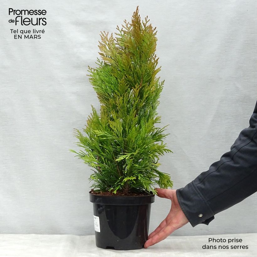 Exemplaar van Thuja plicata 4 Ever Goldy - Reuzenlevensboom Pot van 2 l/3 l zoals geleverd in de lente