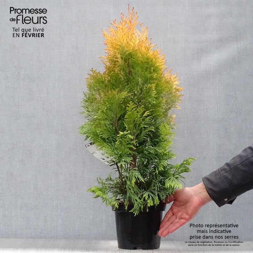 Example of Thuya géant - Thuja plicata 4 Ever Goldy Pot van 2 l/3 l as you get in hiver