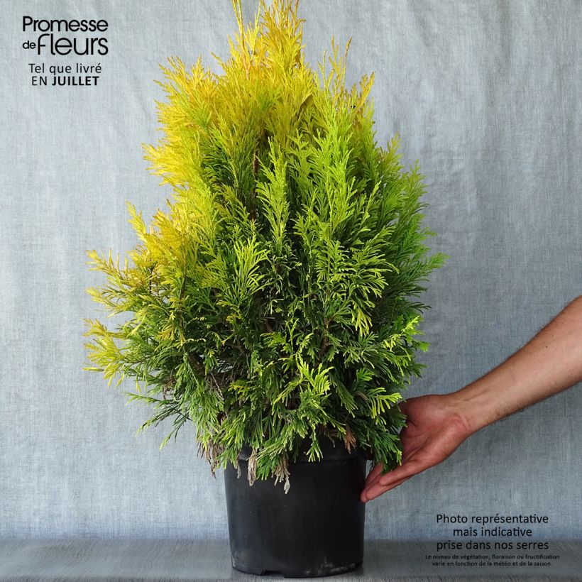 Exemplaar van Thuja plicata 4 Ever Goldy - Reuzenlevensboom Pot van 6 l/7 l zoals geleverd in de zomer