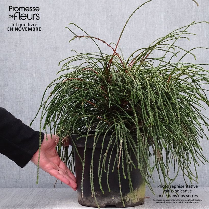 Exemplaar van Thuja plicata Whipcord - Reuzenlevensboom Pot van 7,5 l/10 l zoals geleverd in de herfst