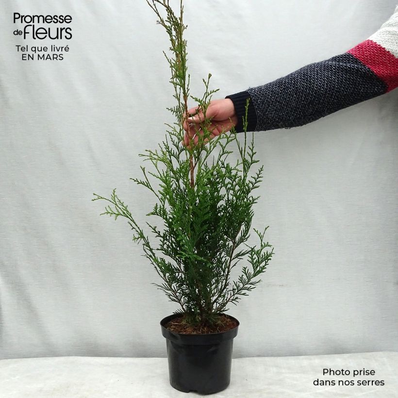 Example of Thuja plicata Atrovirens - Reuzenlevensboom Pot van 2 l/3 l as you get in hiver
