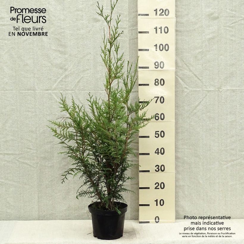 Exemplaar van Thuja plicata Atrovirens - Reuzenlevensboom Pot van 2 l/3 l zoals geleverd in de herfst