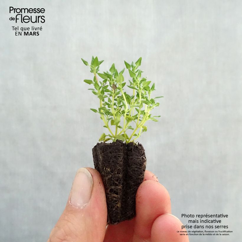 Exemplaar van Sinaasappeltijm (jonge planten) Mini-mot Ø 3/4 cm zoals geleverd in de lente