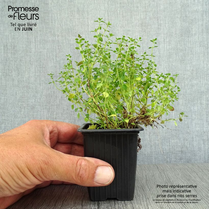 Exemplaar van Citroentijm BIO - Thymus citriodorus Kweekpotje van 8/9 cm zoals geleverd in de zomer