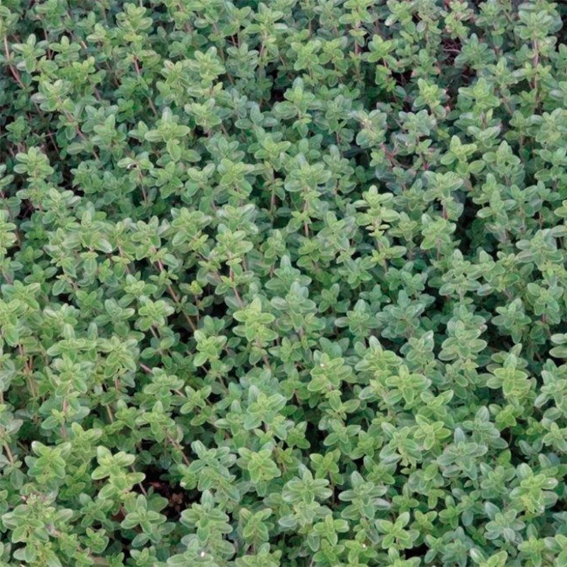 Citroentijm (jonge planten - Thymus citriodorus (Blad)