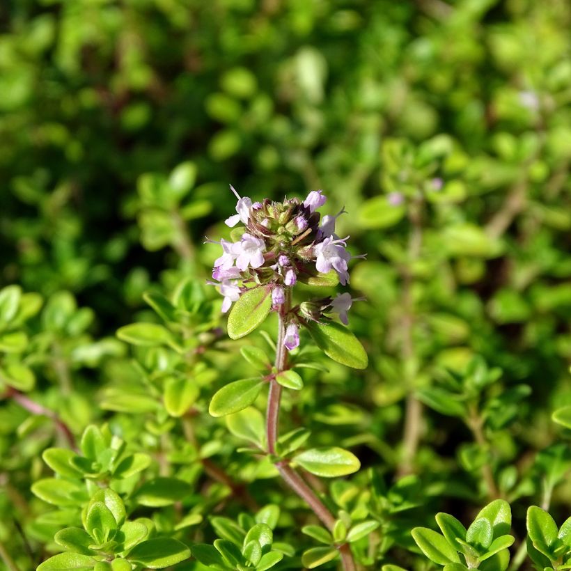 Thymus citriodorus Bertram Anderson - Citroentijm (Flowering)