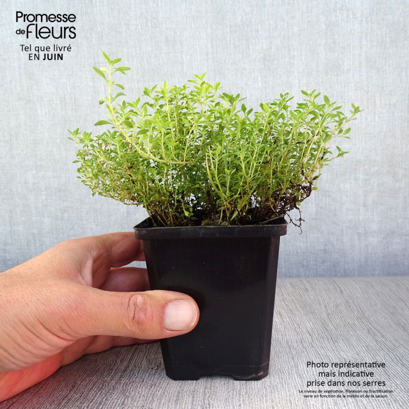 Exemplaar van Thymus citriodorus Bertram Anderson - Citroentijm Kweekpotje van 8/9 cm zoals geleverd in de zomer