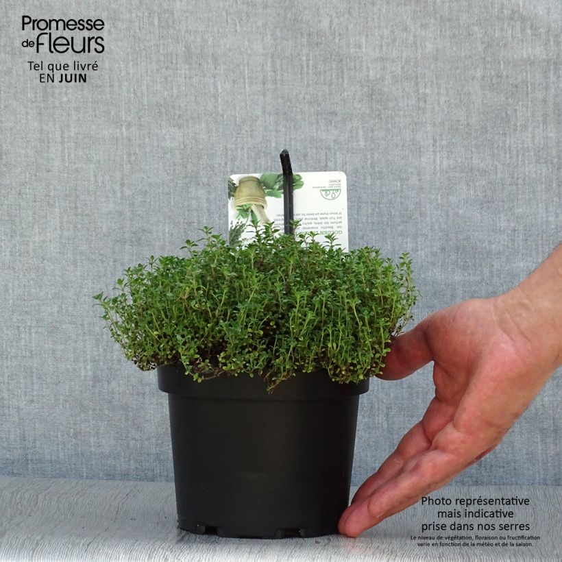 Exemplaar van Thymus citriodorus Bertram Anderson - Citroentijm Pot van 1,5 l/2 l zoals geleverd in de zomer