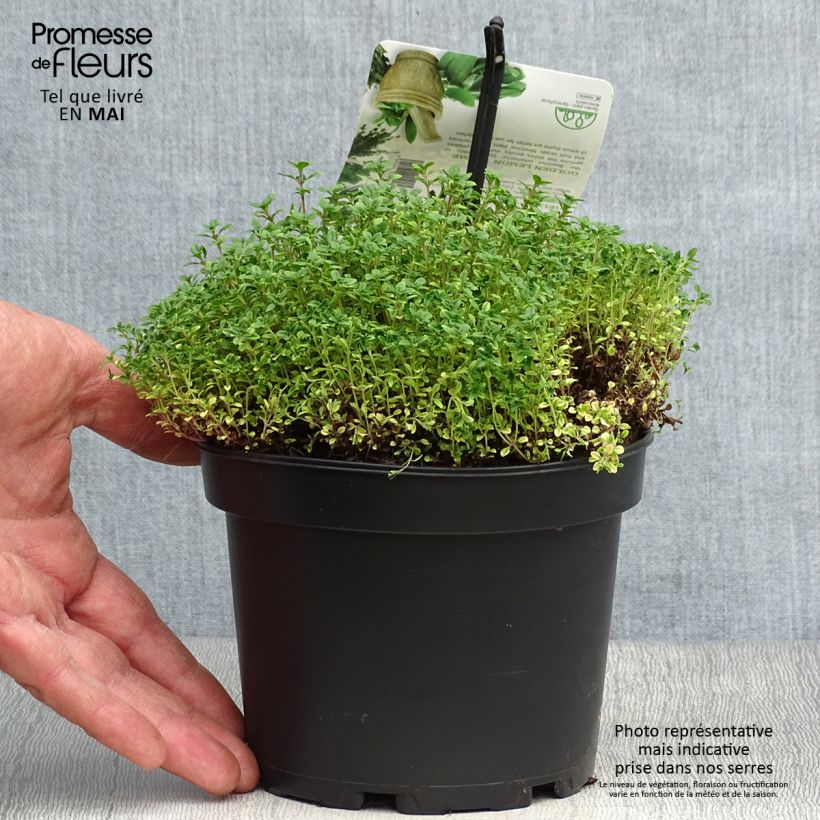 Exemplaar van Thymus citriodorus Bertram Anderson - Citroentijm Pot van 1,5 l/2 l zoals geleverd in de lente