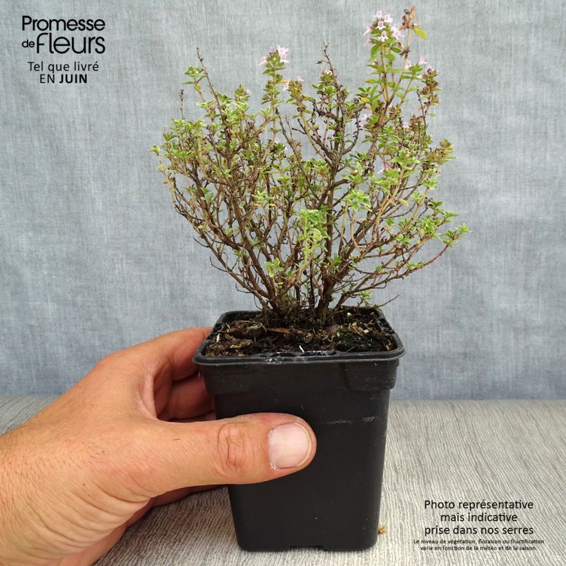 Exemplaar van Citroentijm Silver Edge BIO - Thymus citriodorus Kweekpotje van 7/8 cm zoals geleverd in de zomer