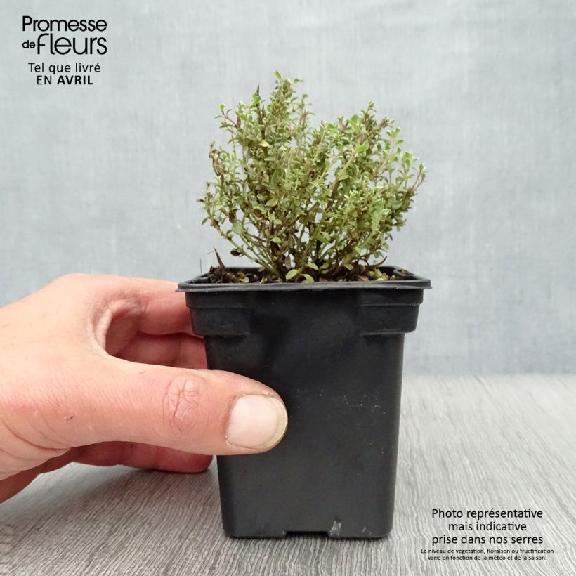 Exemplaar van Citroentijm Silver Edge BIO - Thymus citriodorus Kweekpotje van 7/8 cm zoals geleverd in de lente