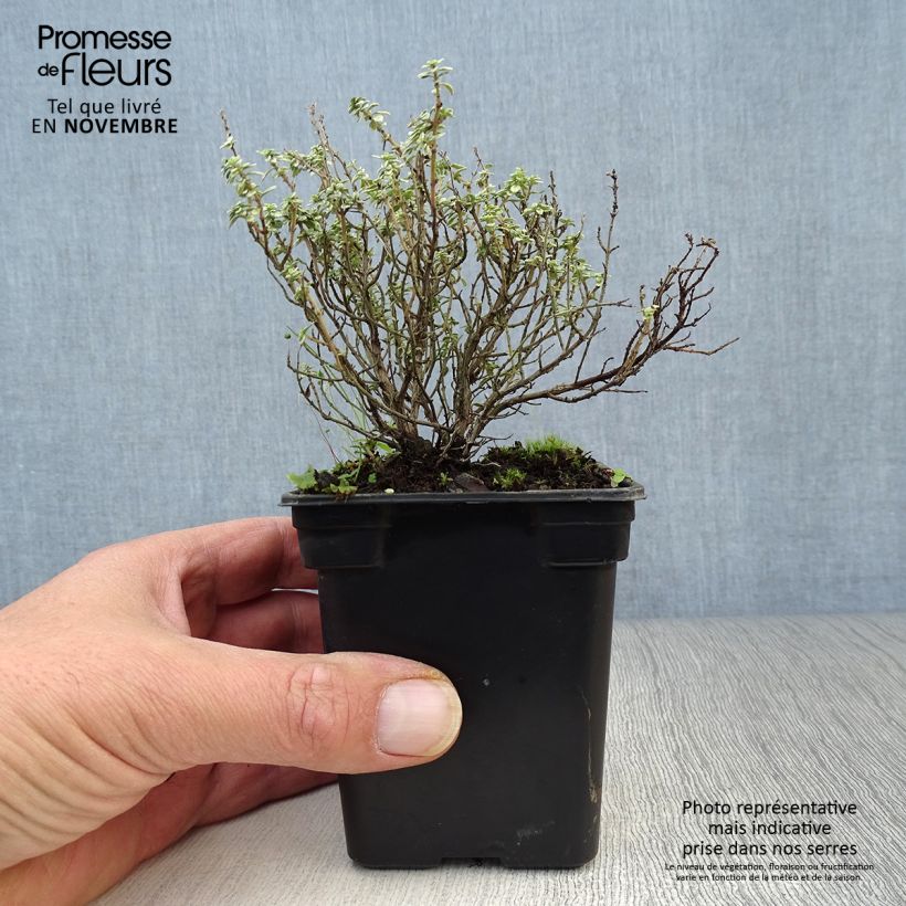 Exemplaar van Citroentijm Silver Edge BIO - Thymus citriodorus Kweekpotje van 7/8 cm zoals geleverd in de herfst