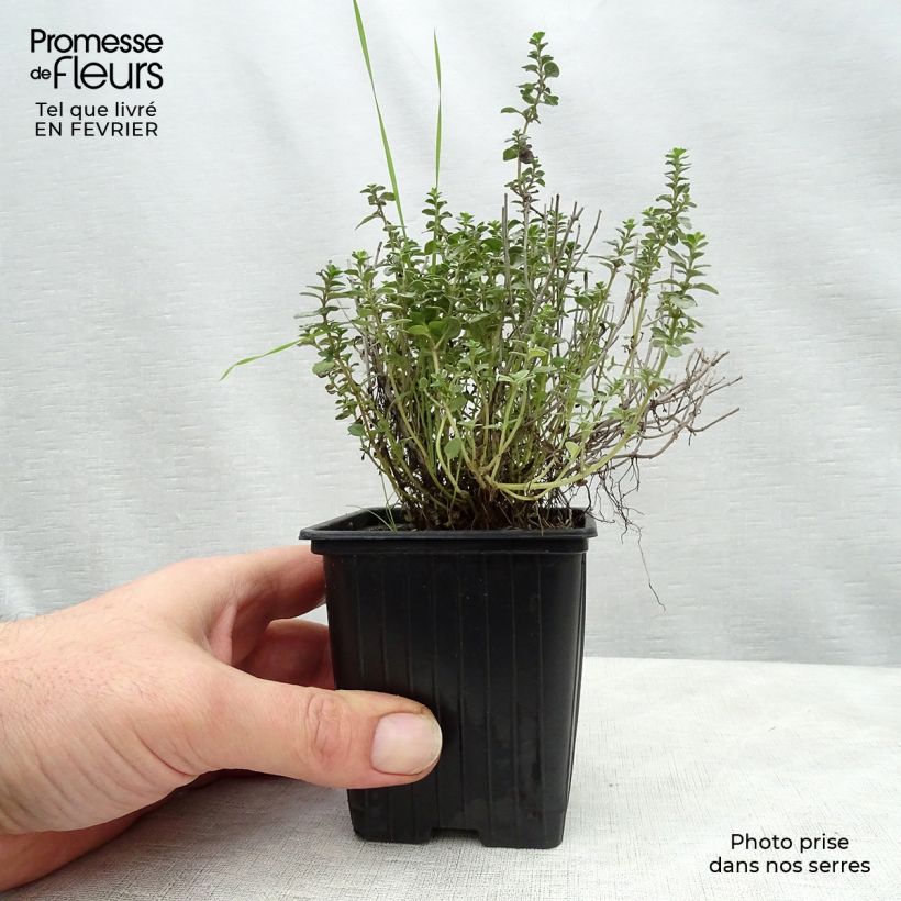Exemplaar van Citroentijm Silver Edge BIO - Thymus citriodorus Kweekpotje van 7/8 cm zoals geleverd in de winter
