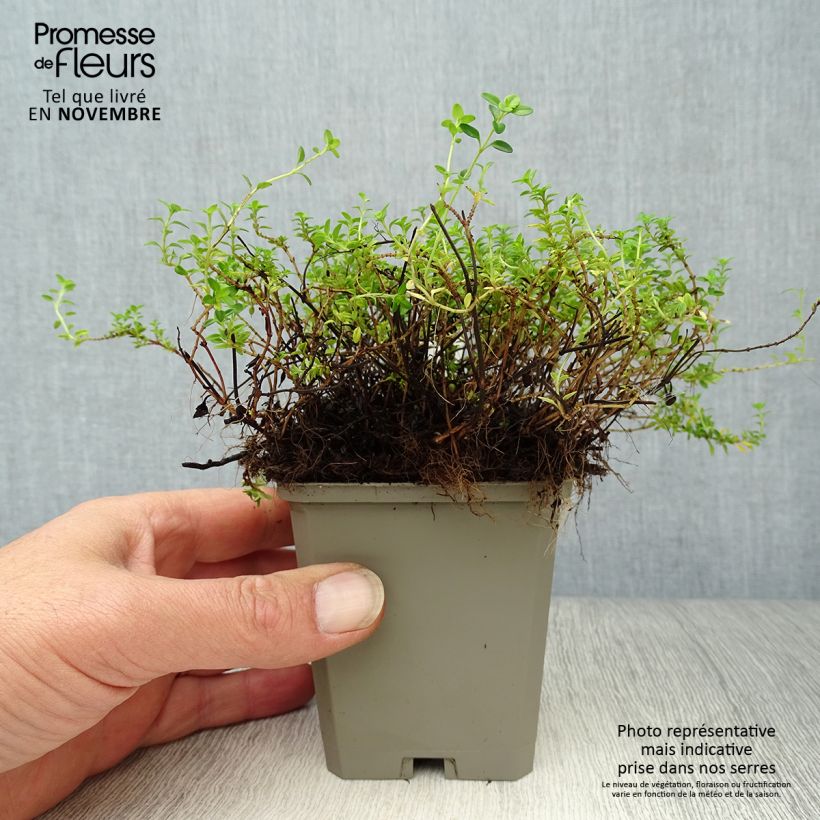 Exemplaar van Thymus citriodorus Aureus - Citroentijm Kweekpotje van 8/9 cm zoals geleverd in de herfst