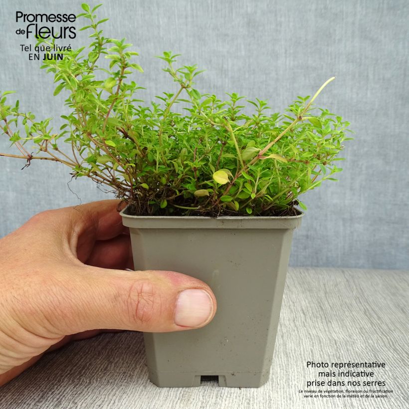Exemplaar van Thymus citriodorus Aureus - Citroentijm Kweekpotje van 8/9 cm zoals geleverd in de zomer