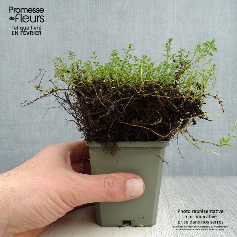 Example of Thym citron doré - Thymus citriodorus Aureus Kweekpotje van 8/9 cm as you get in hiver