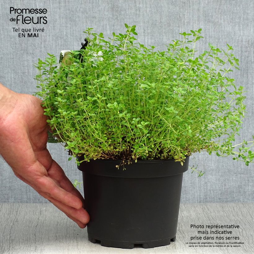 Exemplaar van Thymus citriodorus Aureus - Citroentijm Pot van 1,5 l/2 l zoals geleverd in de lente