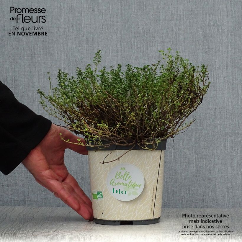 Exemplaar van Citroentijm BIO  - Thymus citriodorus (jonge planten) Pot van 2 l/3 l zoals geleverd in de herfst
