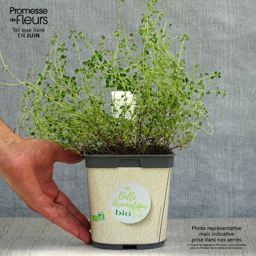 Exemplaar van Citroentijm BIO  - Thymus citriodorus (jonge planten) Pot van 2 l/3 l zoals geleverd in de zomer