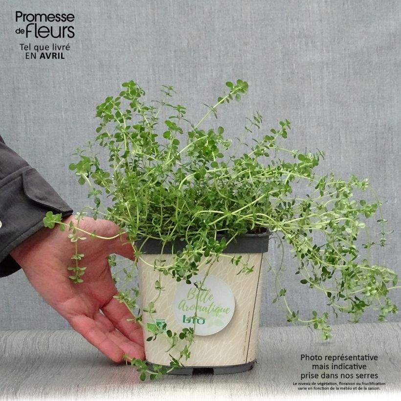 Exemplaar van Citroentijm BIO  - Thymus citriodorus (jonge planten) Pot van 2 l/3 l zoals geleverd in de lente