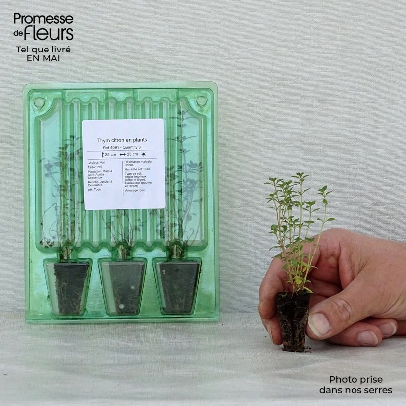 Exemplaar van Citroentijm (jonge planten - Thymus citriodorus Mini-mot Ø 3/4 cm zoals geleverd in de lente