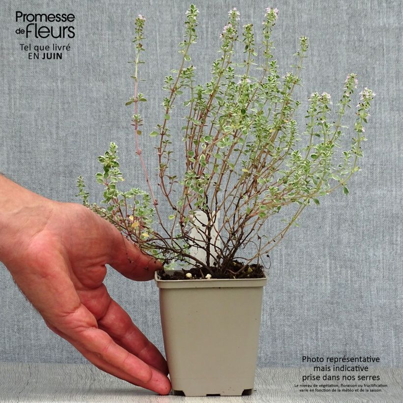 Exemplaar van Thymus citriodorus Silver Queen - Citroentijm Kweekpotje van 8/9 cm zoals geleverd in de zomer
