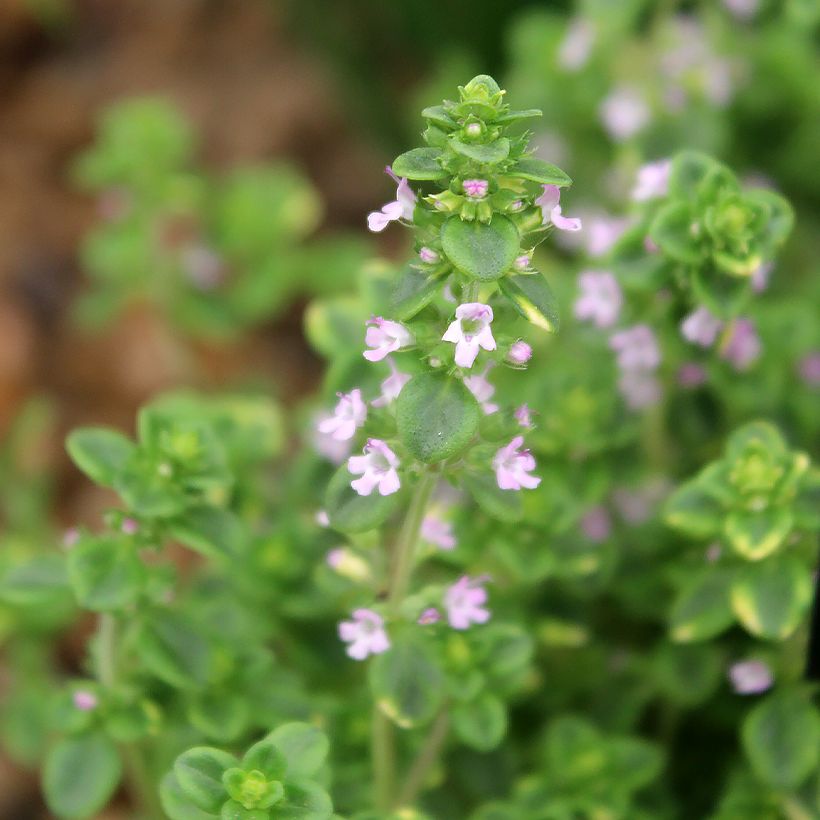 Bontbladige citroentijm Variegata - Thymus citriodorus (Bloei)