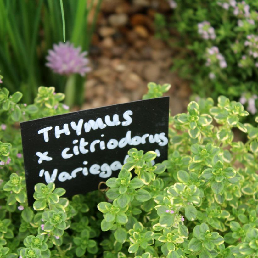 Bontbladige citroentijm Variegata - Thymus citriodorus (Blad)