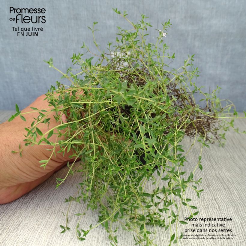Exemplaar van Karwijtijm - Thymus herba-barona Kweekpotje van 8/9 cm zoals geleverd in de zomer