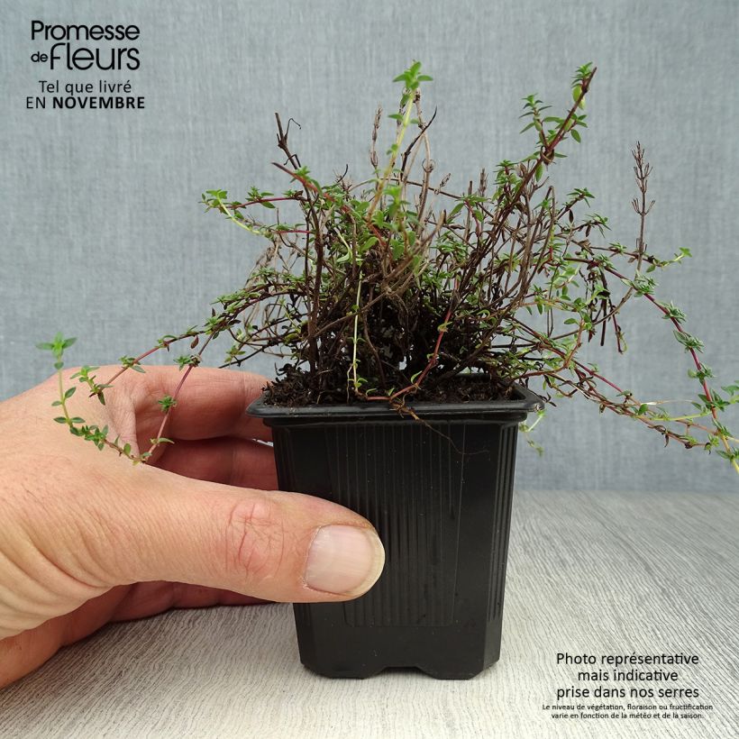 Exemplaar van Karwijtijm - Thymus herba-barona Kweekpotje van 8/9 cm zoals geleverd in de herfst