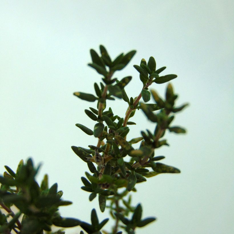Echte tijm - Thymus vulgaris (Blad)